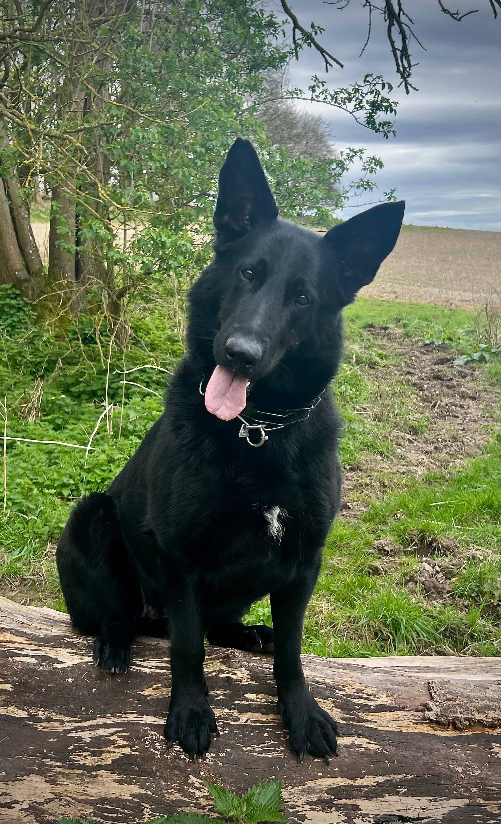 Keeba the dog sitting proudly